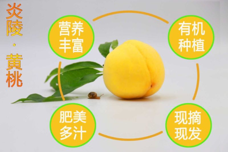精品优质炎陵黄桃基地直供一手货源品质保证诚信经营欢迎来电