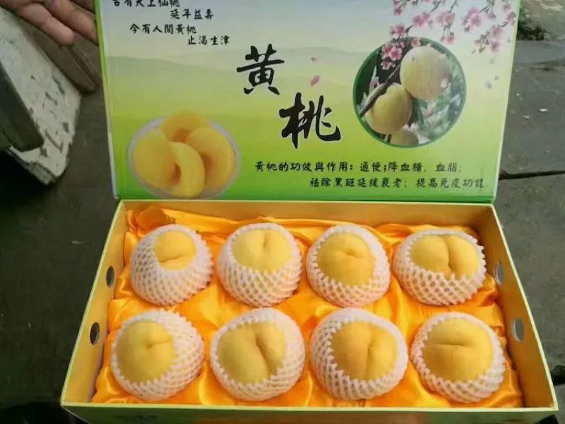 精品优质炎陵黄桃基地直供一手货源品质保证诚信经营欢迎来电