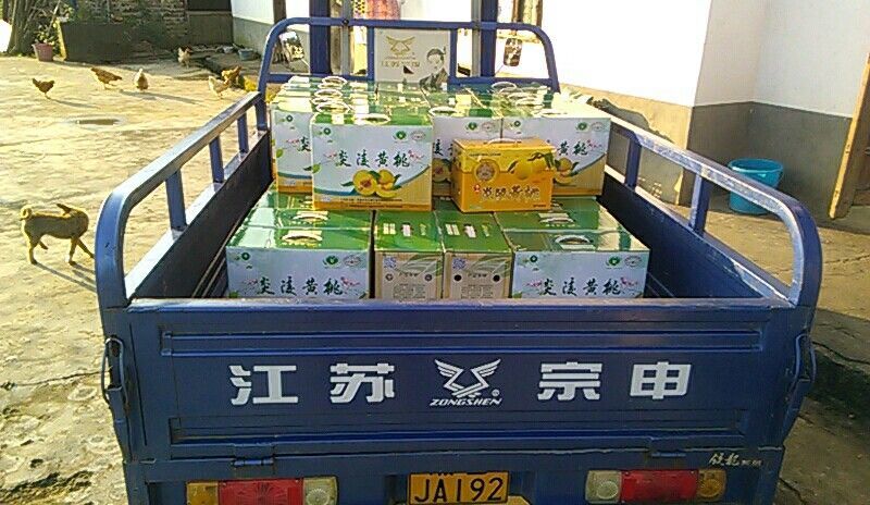 精品优质炎陵黄桃基地直供一手货源品质保证诚信经营欢迎来电