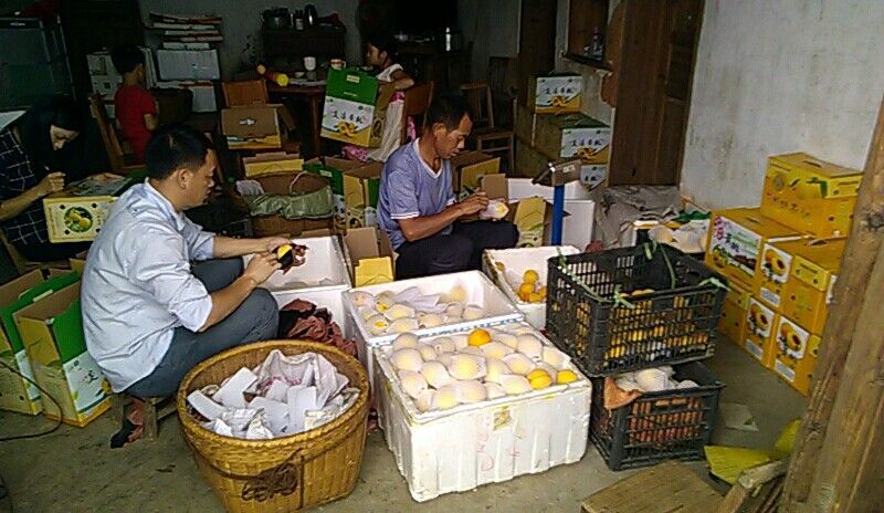 精品优质炎陵黄桃基地直供一手货源品质保证诚信经营欢迎来电