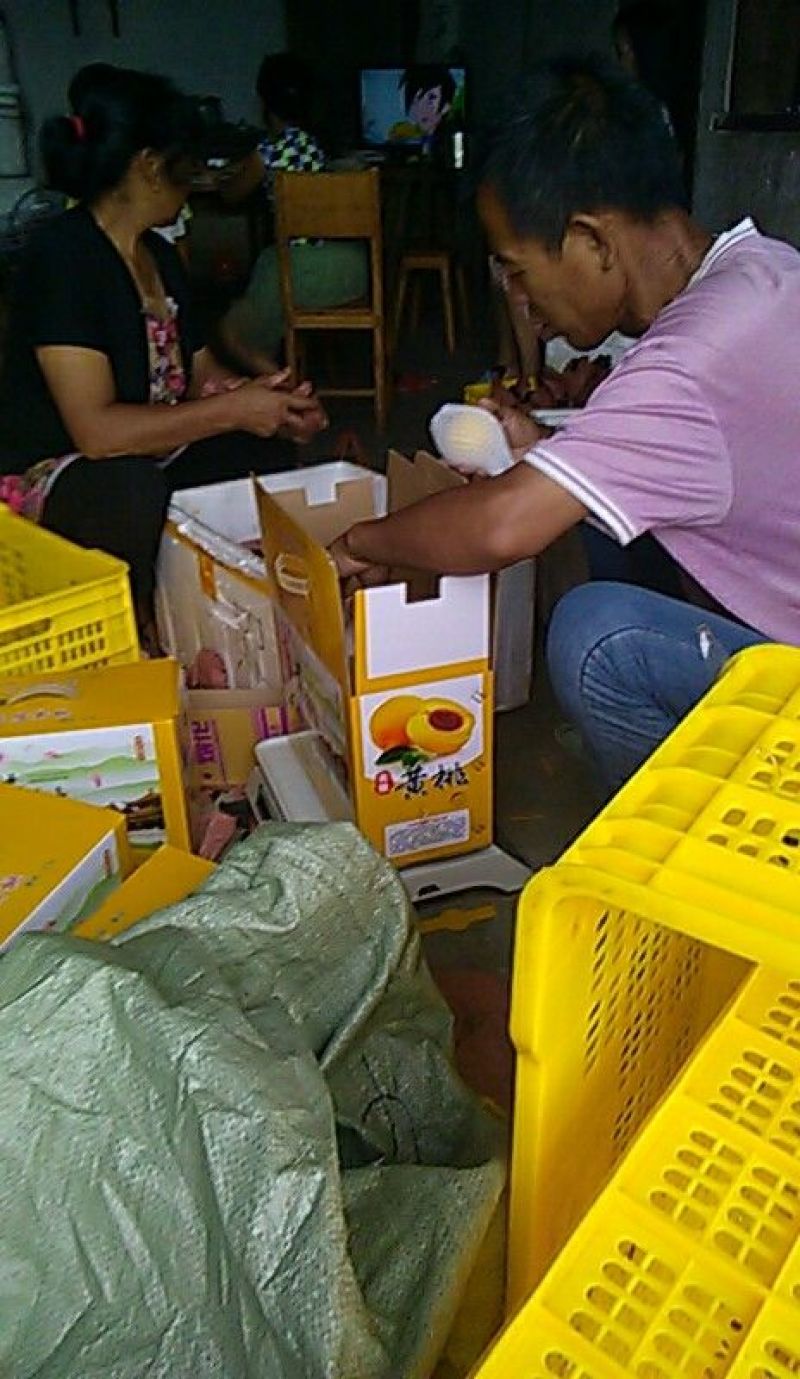 精品优质炎陵黄桃基地直供一手货源品质保证诚信经营欢迎来电