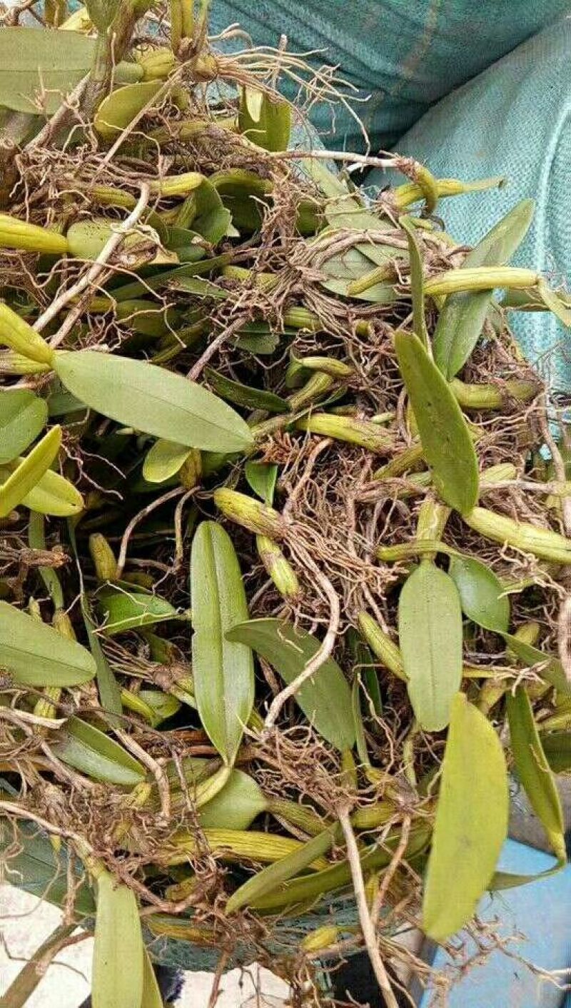石橄榄，是广大客户的中药选择
