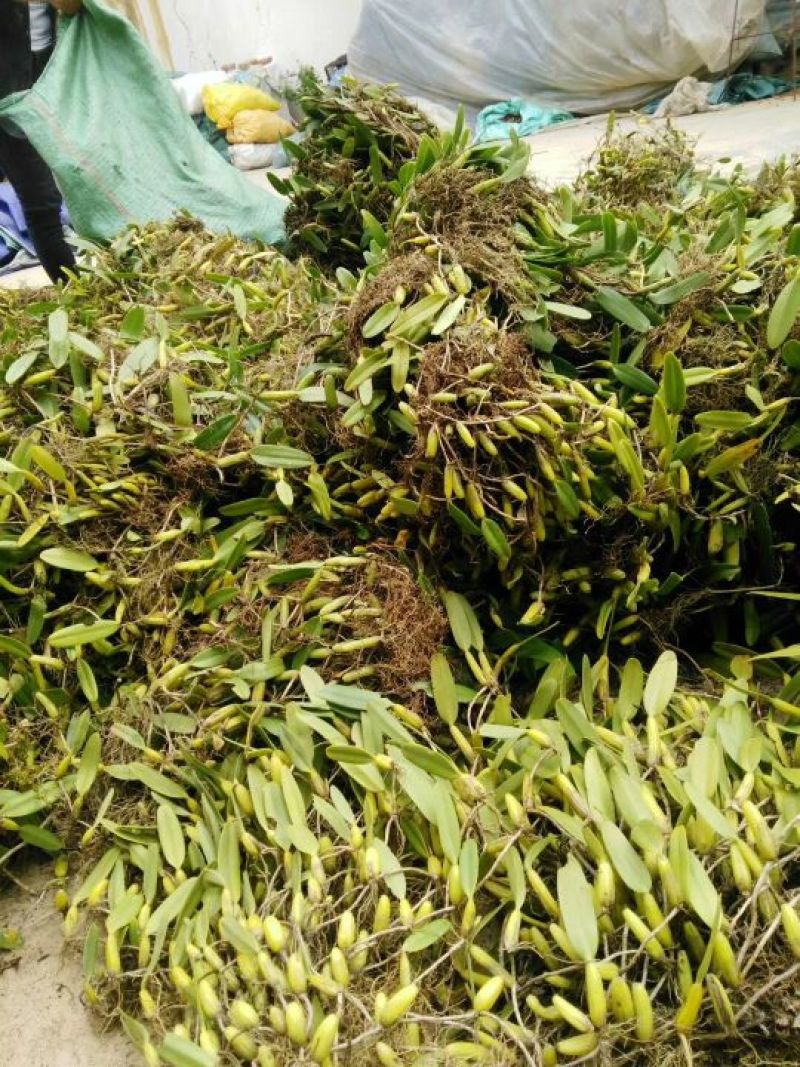 石橄榄，是广大客户的中药选择