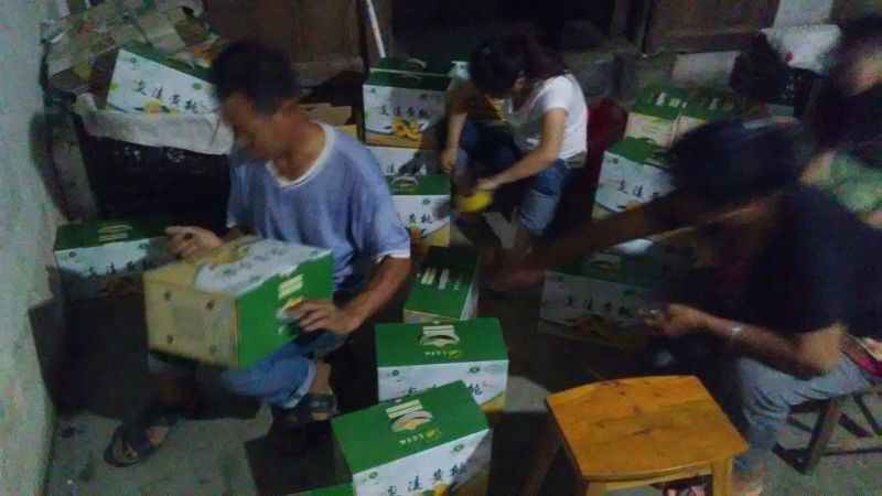 炎陵精品炎陵黄桃产地直发诚招电商代理批发欢迎实地考察来电