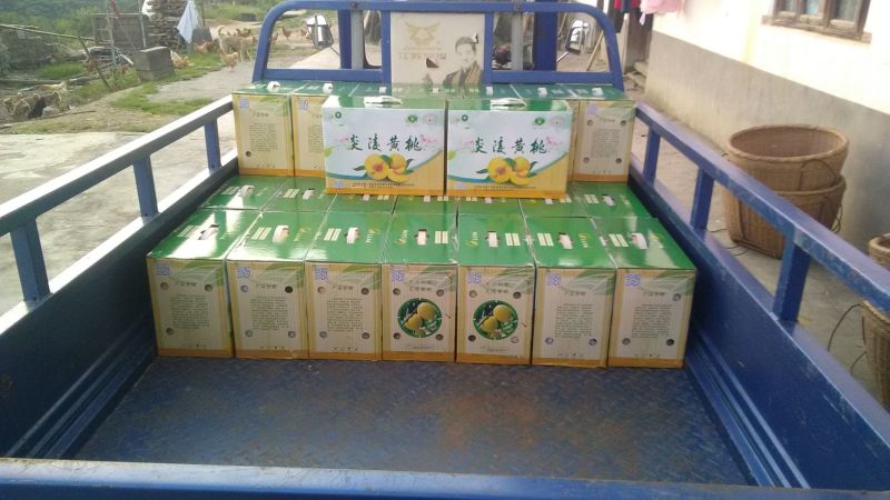 炎陵精品炎陵黄桃产地直发诚招电商代理批发欢迎实地考察来电