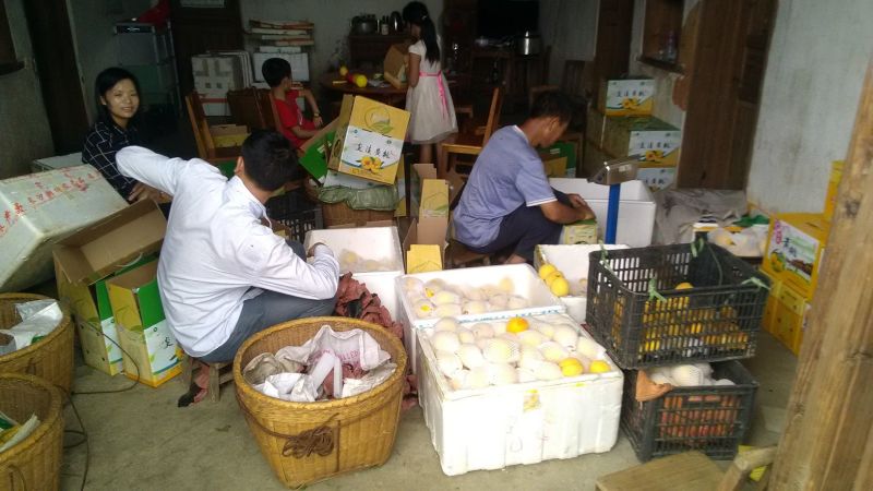 炎陵精品炎陵黄桃产地直发诚招电商代理批发欢迎实地考察来电