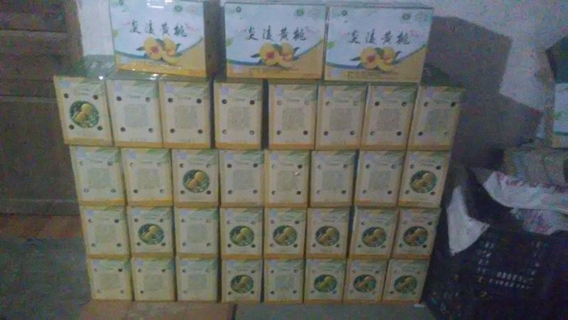 炎陵精品炎陵黄桃产地直发诚招电商代理批发欢迎实地考察来电
