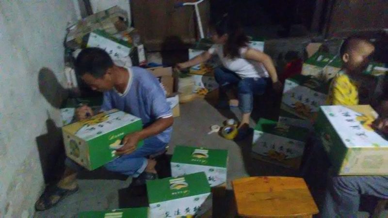 炎陵精品炎陵黄桃产地直发诚招电商代理批发欢迎实地考察来电