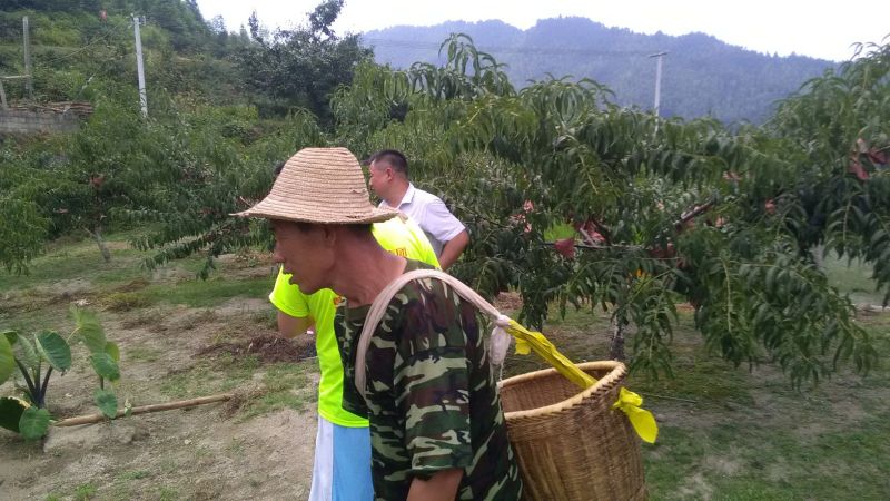 炎陵精品炎陵黄桃产地直发诚招电商代理批发欢迎实地考察来电