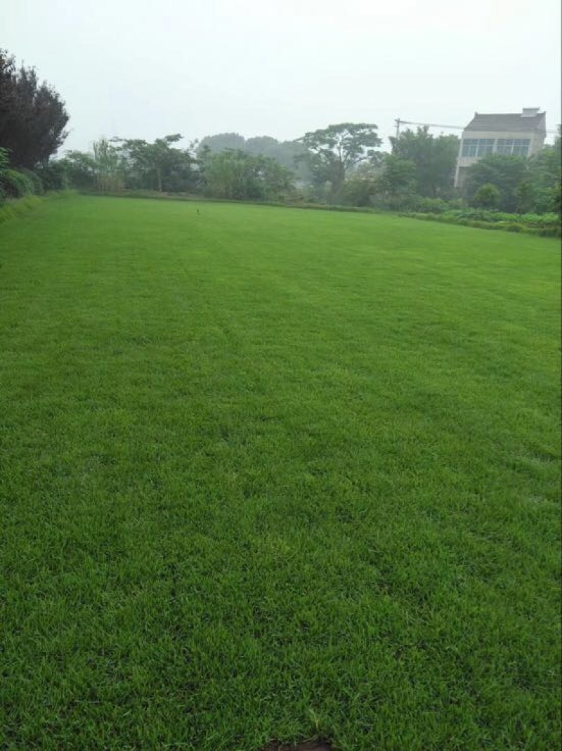 马尼拉草坪
