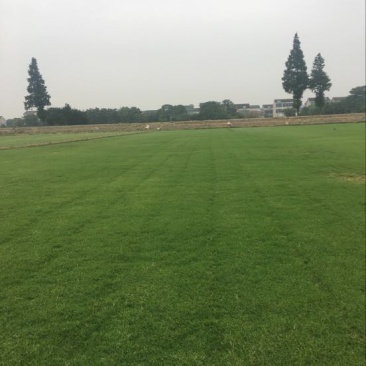 百慕大草