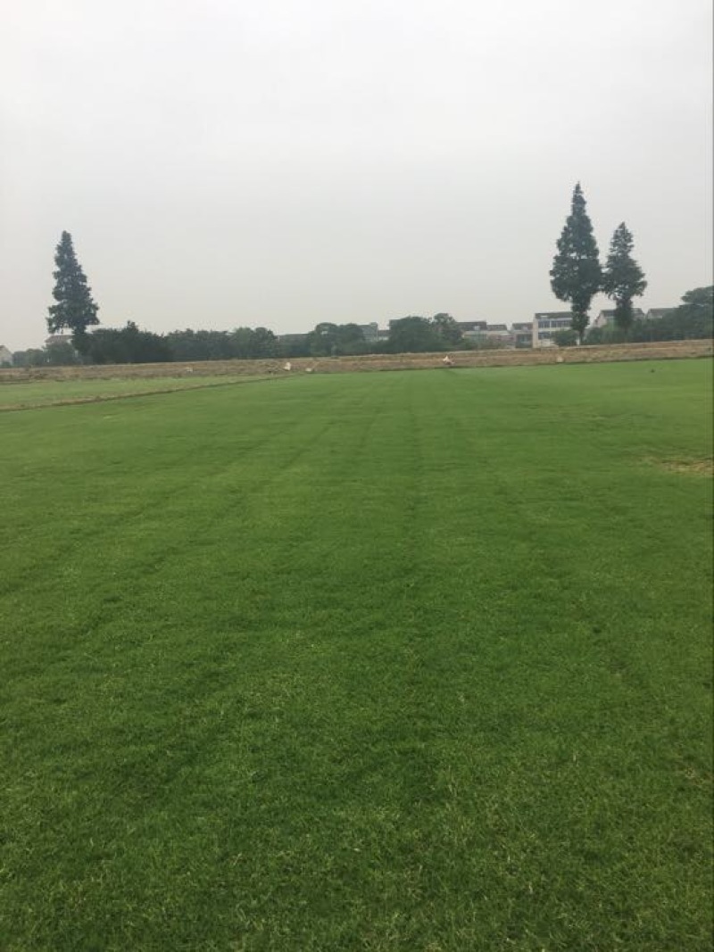 百慕大草
