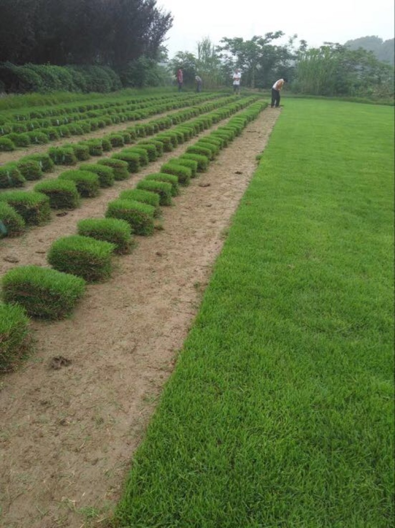 百慕大草
