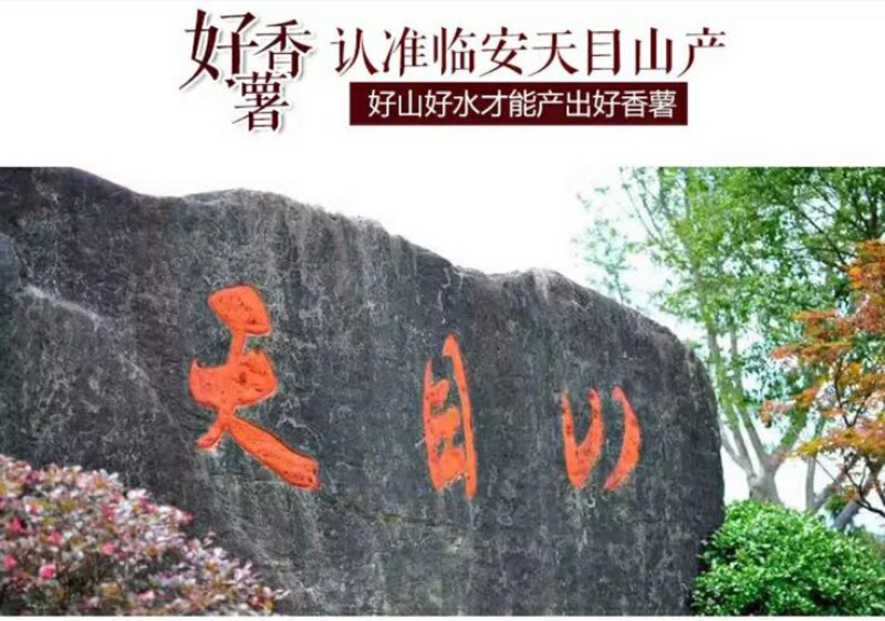 正宗临安天目山小香薯批发，一件代发，红薯黄心