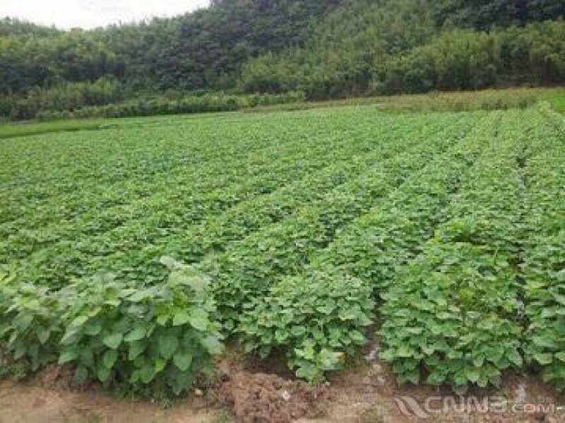 正宗临安天目山小香薯批发，一件代发，红薯黄心