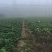 正宗临安天目山小香薯批发，一件代发，红薯黄心