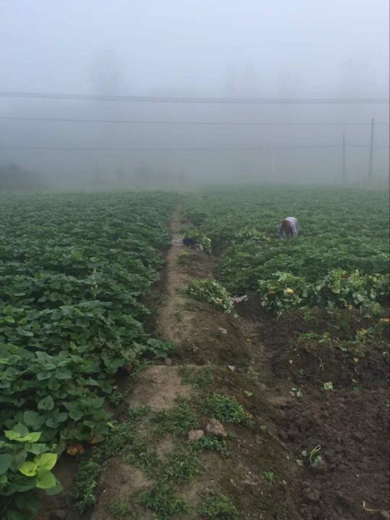 正宗临安天目山小香薯批发，一件代发，红薯黄心
