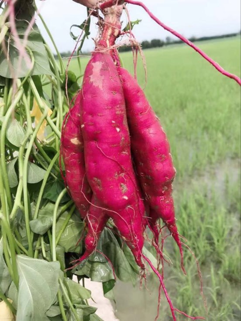 正宗临安天目山小香薯批发，一件代发，红薯黄心