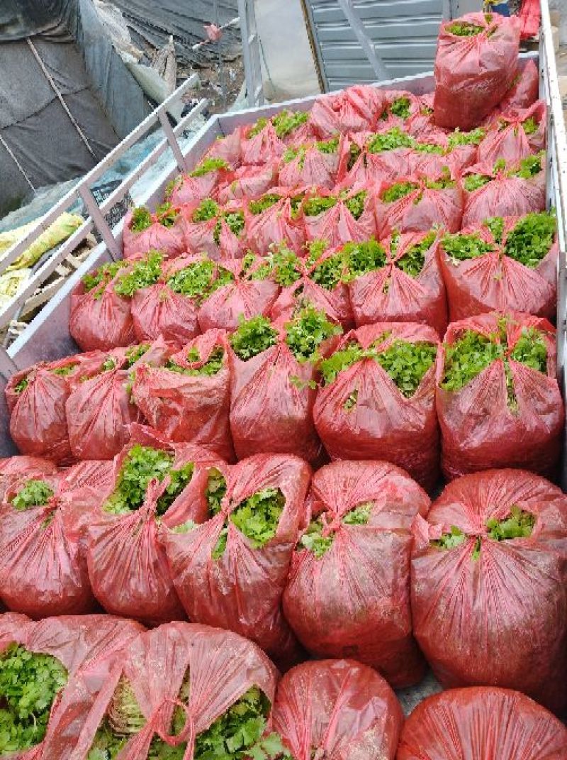 芹菜苗繁育基地直发，招代理商，免费指导技术
