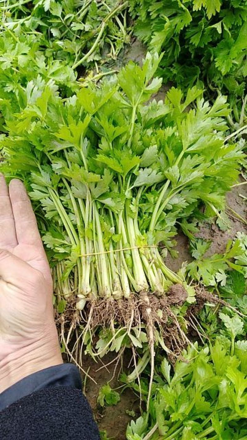 芹菜苗繁育基地直发，招代理商，免费指导技术