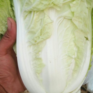 夏阳白菜
