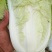 夏阳白菜