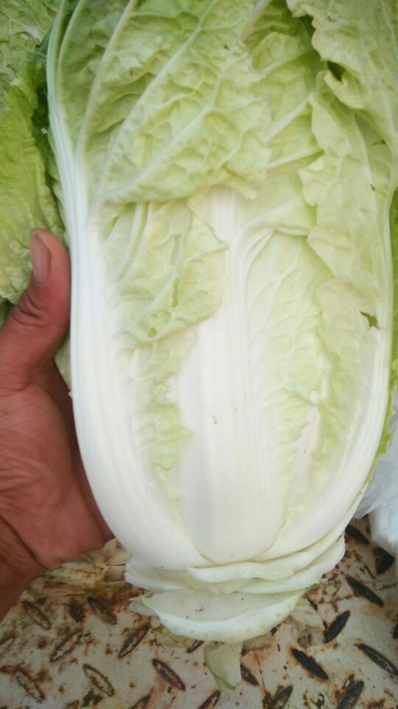 夏阳白菜