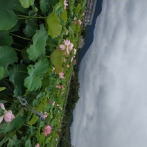 原生态无污染白莲子将要上市了，需要的老板