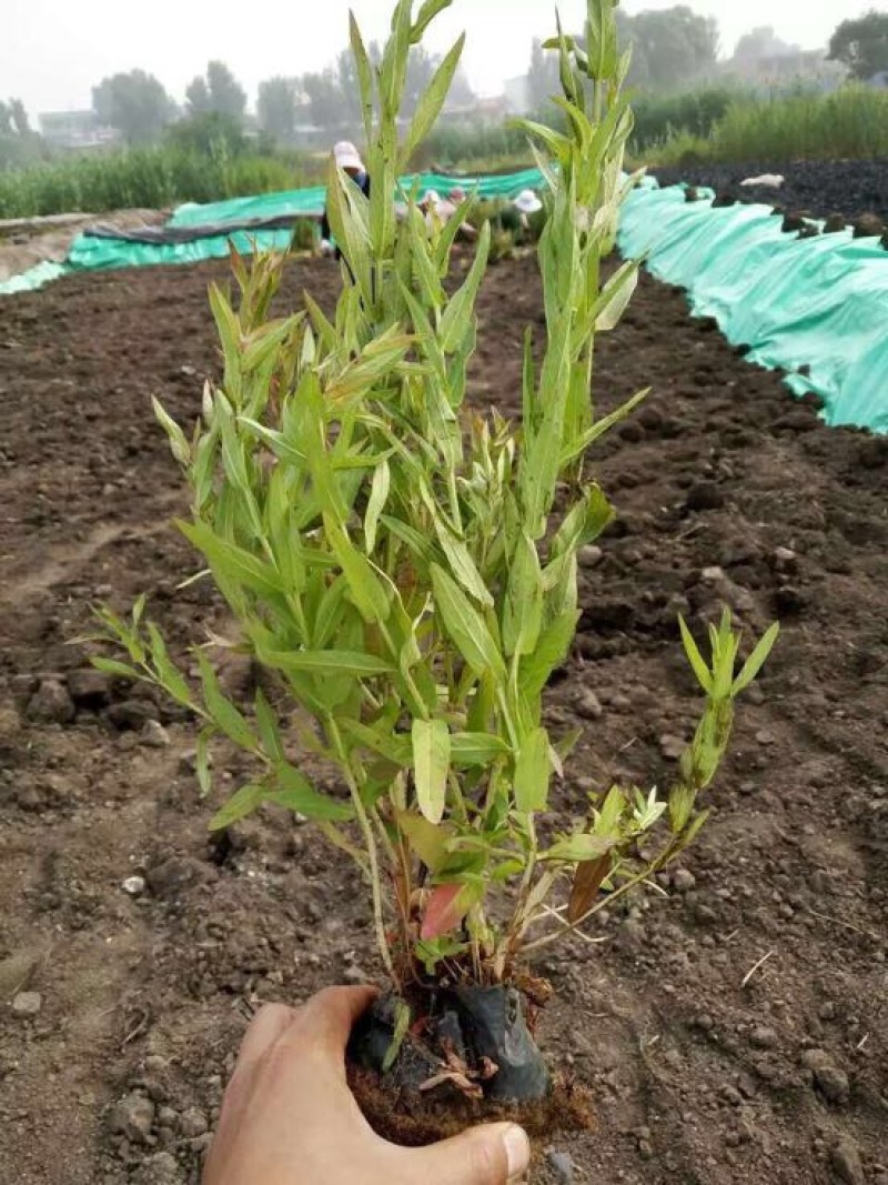 千屈菜盆花30~50cm