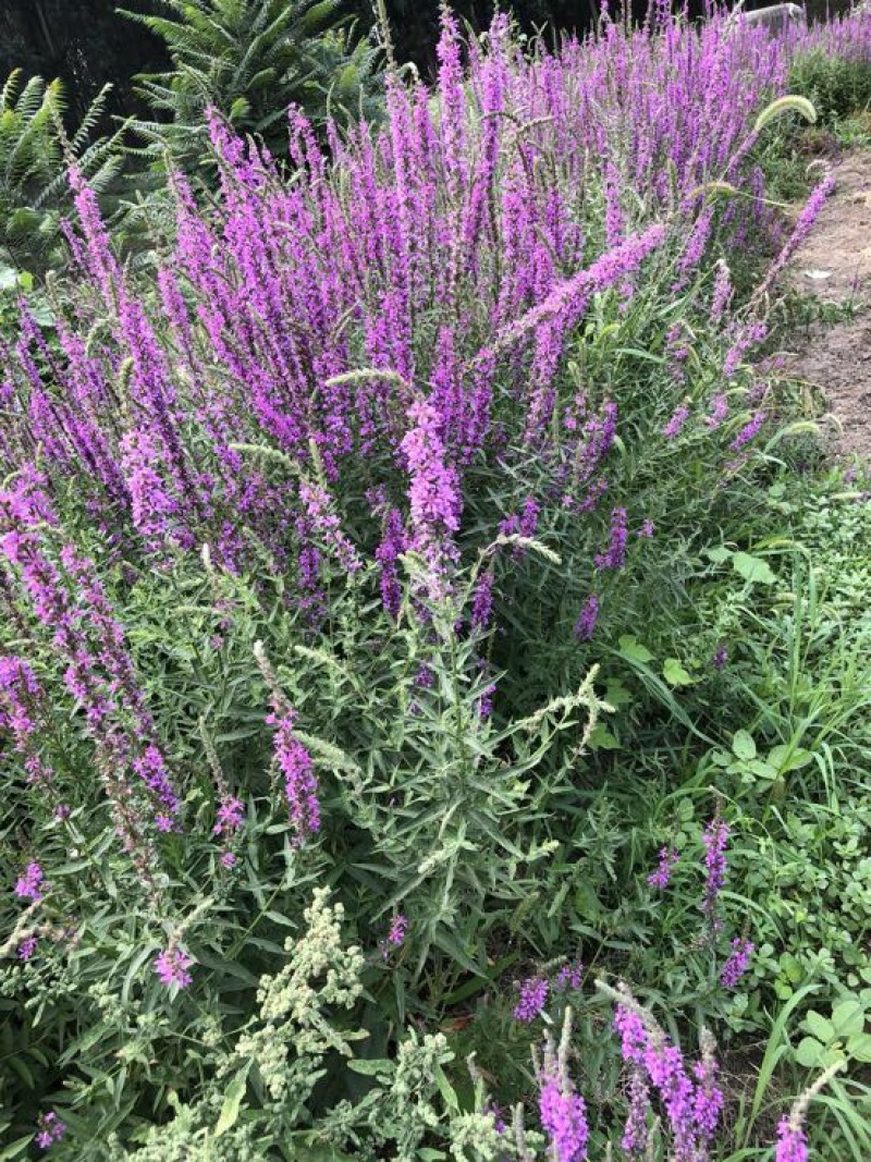 千屈菜盆花30~50cm