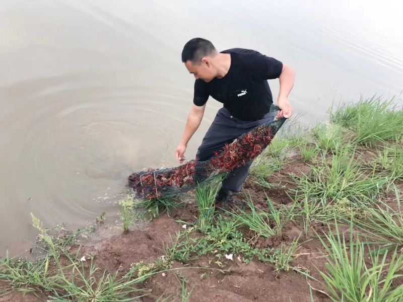 基地龙虾直供