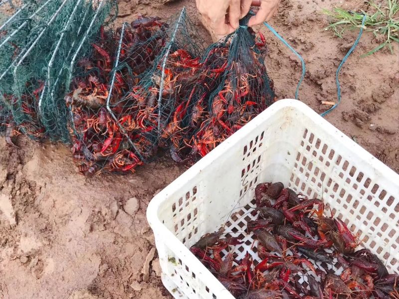 基地龙虾直供