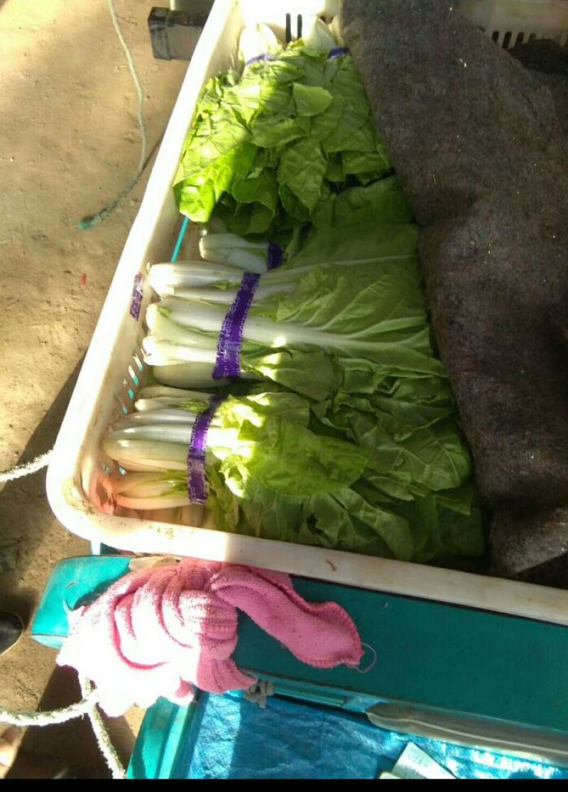 油菜快菜