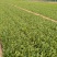 油菜快菜