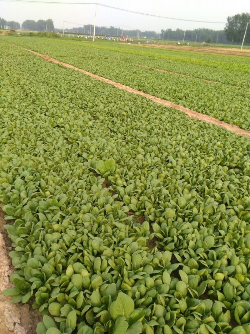 油菜快菜