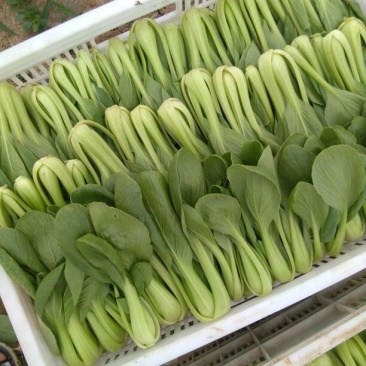 油菜快菜
