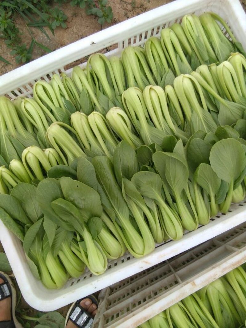 油菜快菜