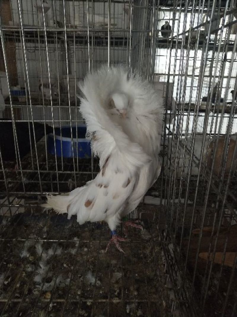 白色凤尾鸽