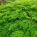 凤凰木红花楹树苗小杯苗庭院观花树种美观好养