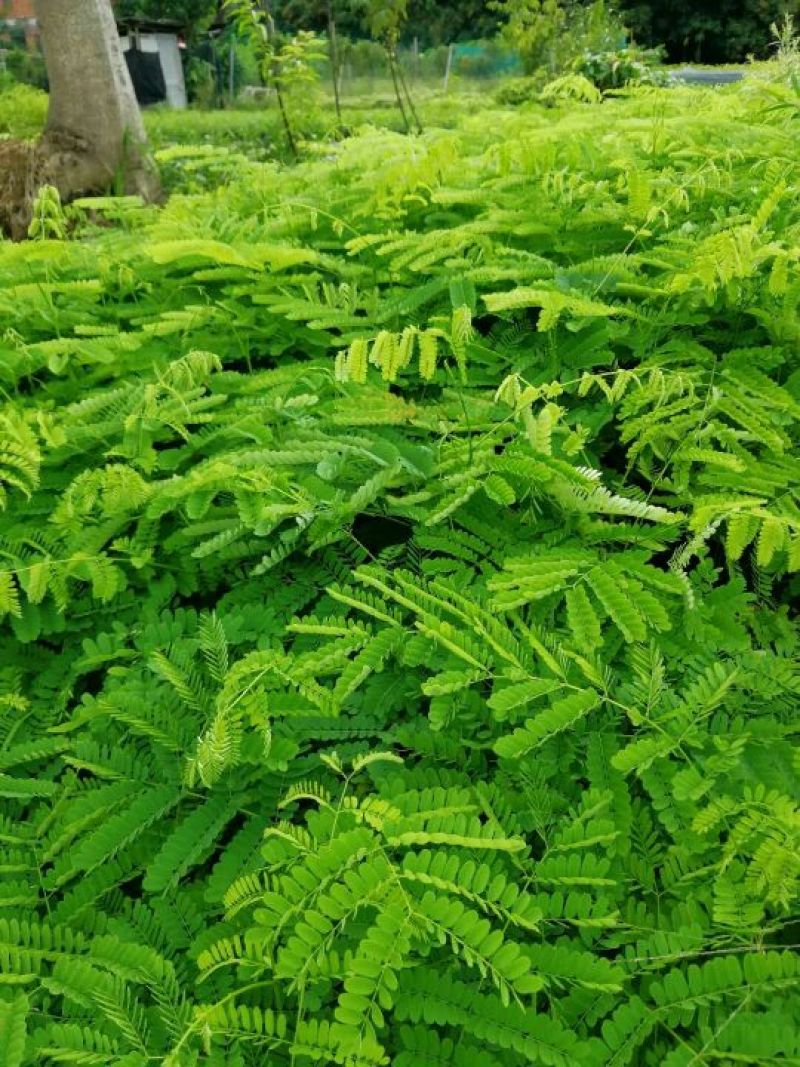 凤凰木红花楹树苗小杯苗庭院观花树种美观好养