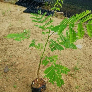 凤凰木红花楹树苗小杯苗庭院观花树种美观好养