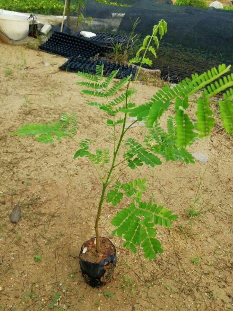 凤凰木红花楹树苗小杯苗庭院观花树种美观好养