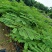 凤凰木红花楹树苗小杯苗庭院观花树种美观好养