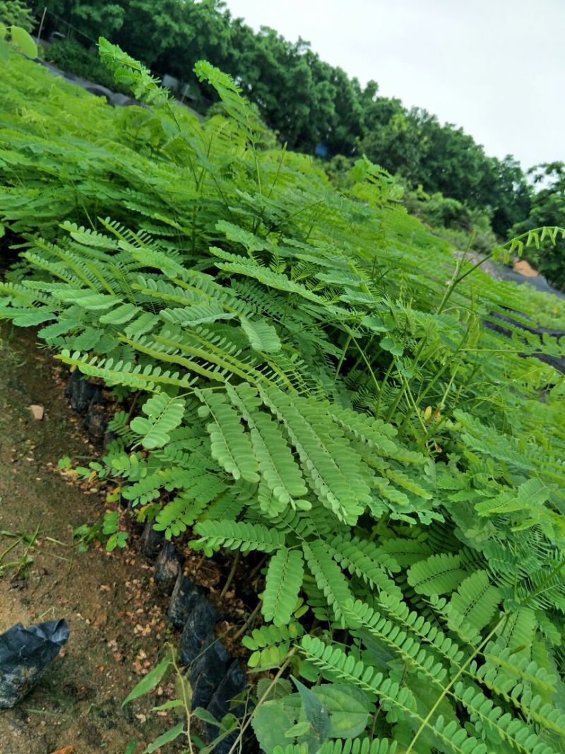 凤凰木红花楹树苗小杯苗庭院观花树种美观好养