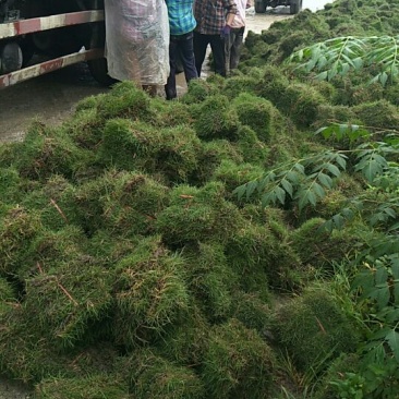 马尼拉草坪