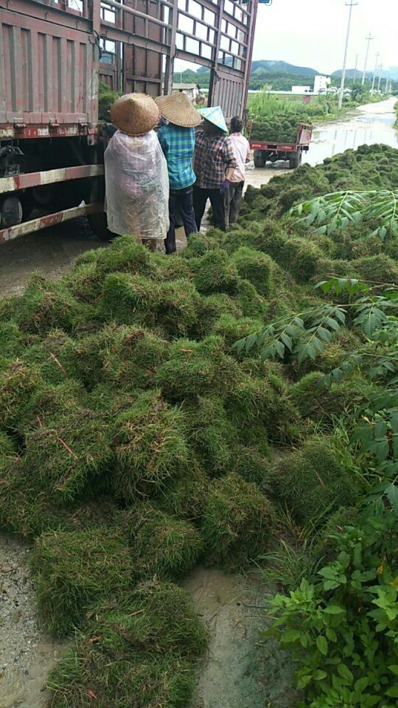 马尼拉草坪