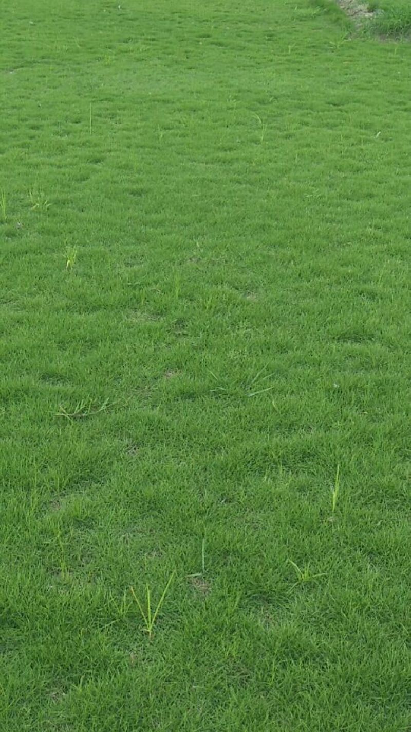 马尼拉草坪
