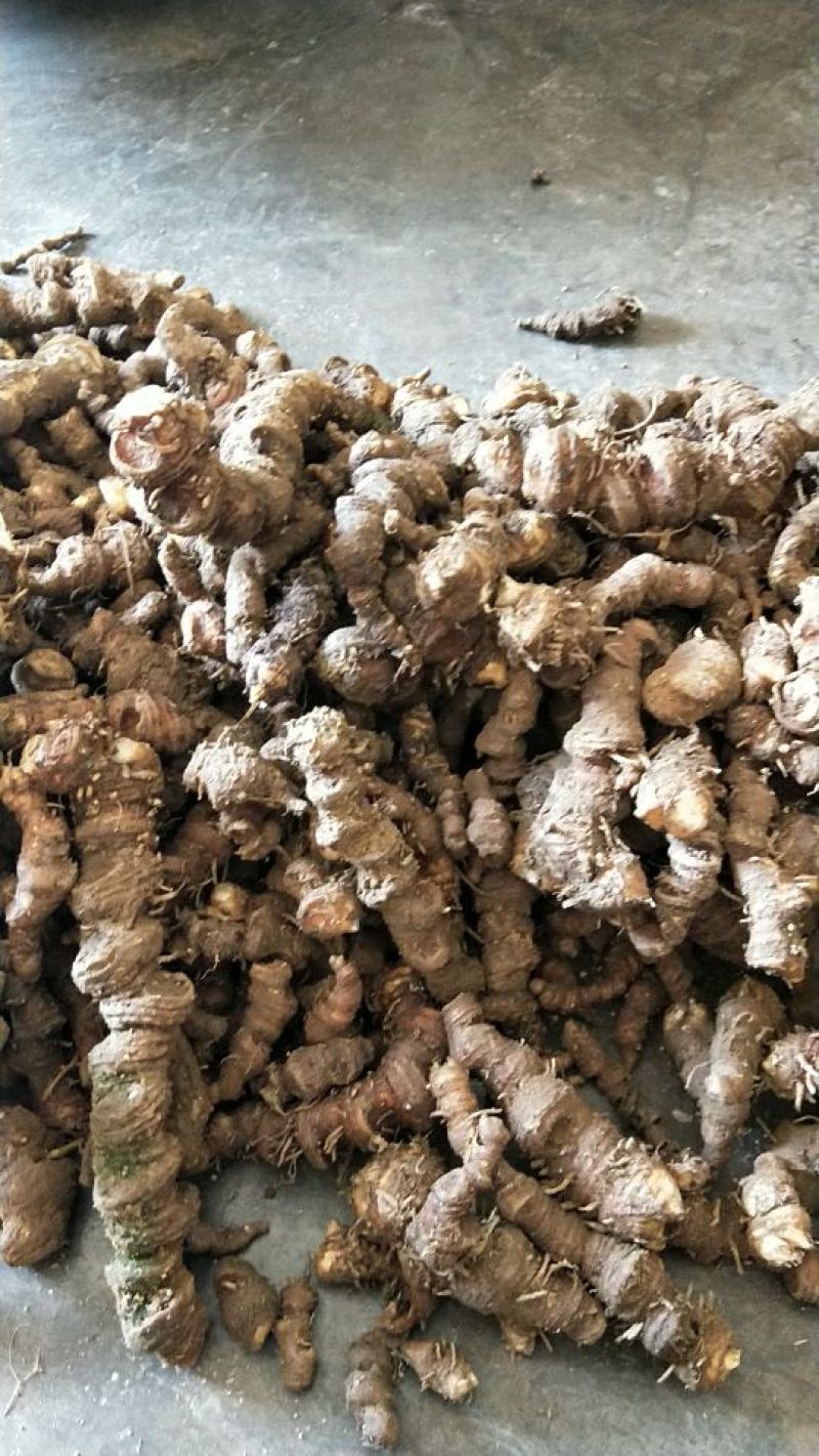 重楼鲜货统个野生货，新鲜采摘发货！需要可以预定