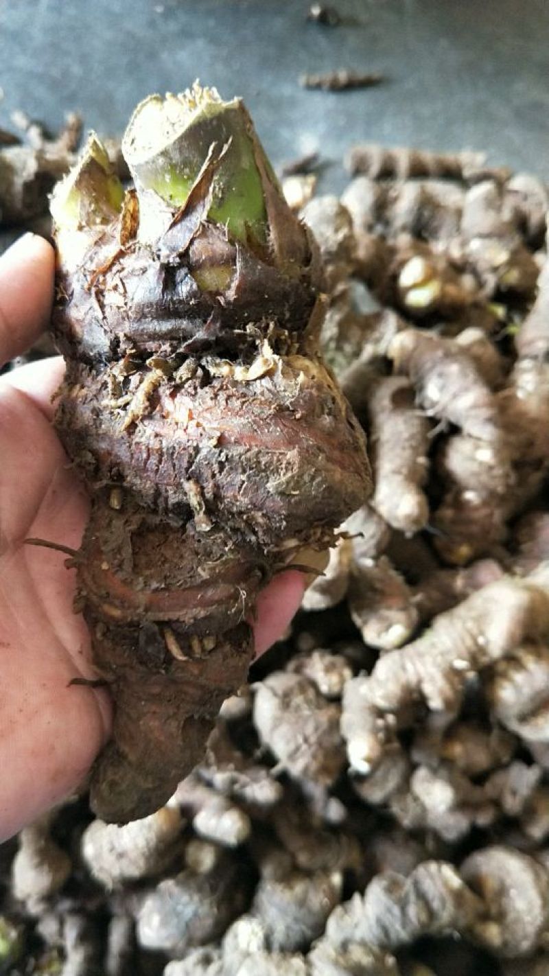 重楼鲜货统个野生货，新鲜采摘发货！需要可以预定