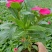 长春花